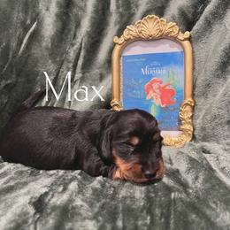 Max - Black and tan male Dachshund puppy in Henry, Virginia from Dumbledore's AKC Mini Dachshunds