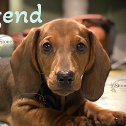 Dachshunds from Rockin’ with Dachshunds