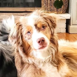 Olive - Miniature Australian Shepherd