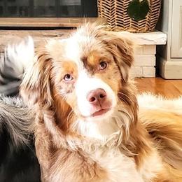 Olive - Miniature Australian Shepherd