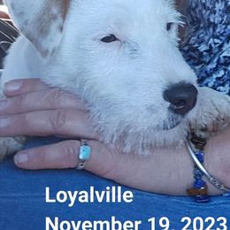 Neville - Parson Russell Terrier