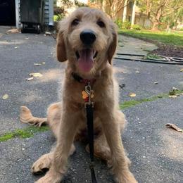 Goldendoodle Puppies from Dood Ranch Doodles