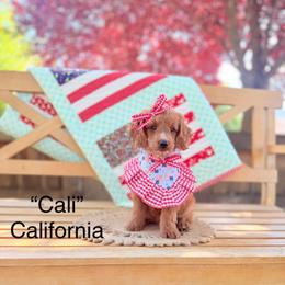 California - Red  female Goldendoodle puppy in Springville, Utah from JW Doodles