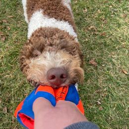 Bernedoodle and Goldendoodle All Grown Up from A.N.A. Doodles