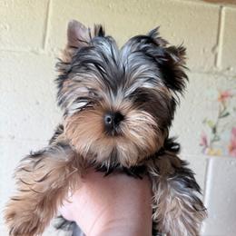 Natao - Blue and gold male Yorkshire Terrier puppy in Daggett, Michigan from Hetzel’s Enchanted Yorkies (Michigan)