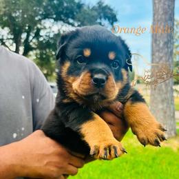 Orange Male - Black and mahogany male Rottweiler puppy in Humble, Texas from Inexorable Haus Early Rotts