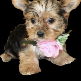 Poodle and Yorkshire Terrier Puppies from Valley Pine Pups