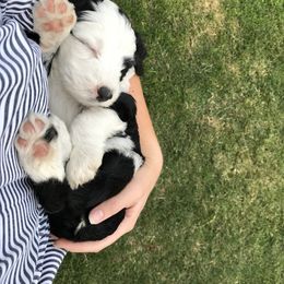 Old English Sheepdog and Sheepadoodle Puppies from Doodlefolk