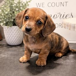 Girl 2 (CKC) - Dapple female Dachshund puppy in Nacogdoches, Texas from S7 Dachsunds