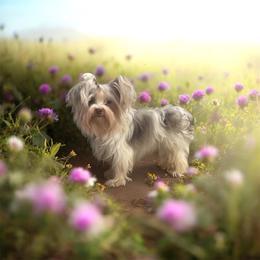 Kisses - Yorkshire Terrier