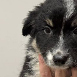 Companion Crosses from Mid-Ohio Australian shepherds
