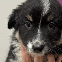 Companion Crosses from Mid-Ohio Australian shepherds