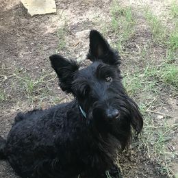 Ella - Scottish Terrier