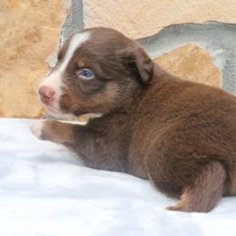 Fresco - Red tri-color male Australian Shepherd puppy in Macon, Georgia from Shaina’s Shepherds