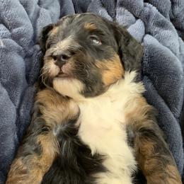 Shirley - Tri-color female Bernedoodle puppy in Daytona Beach, Florida from Lindy’s Doodles