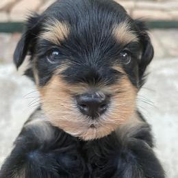 Lancelot boy green Collar - Black male Miniature Schnauzer puppy in Temple, Texas from Schnauzers Of Taylor