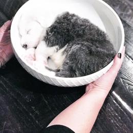 Old English Sheepdog Puppies from Ridgeruns OES