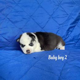 Baby boy 2 - Black and white male Siberian Husky puppy in Ocala, Florida from Florida Husky Puppies
