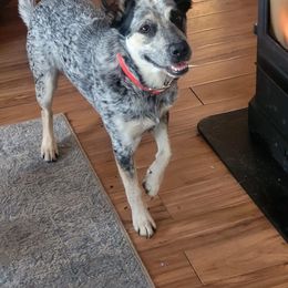 Australian Cattle Dog All Grown Up from Australian Cattle Cuties