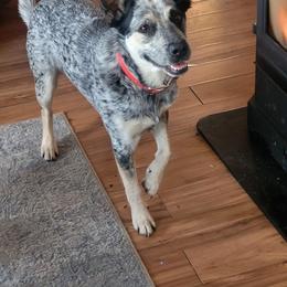 Australian Cattle Dog All Grown Up from Australian Cattle Cuties