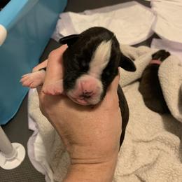 Girl 3 - Brindle Boxer puppy in Colorado Springs, Colorado from Premier Puppies