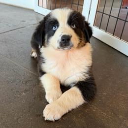 Aruba 1 - Black tri-color female Australian Shepherd puppy in Hubbard, Texas from Poston Paddock Aussies LLC