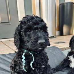 Blue boy, Cody - Black male Poodle puppy in Gainesville, Georgia from Rose’s Goldendoodles & Standard Poodles