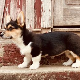 Girl 2 - Pembroke Welsh Corgi puppy in Stephenville, Texas from Boehm’s Pembroke corgis