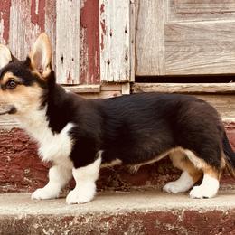 Girl 2 - Pembroke Welsh Corgi puppy in Stephenville, Texas from Boehm’s Pembroke corgis