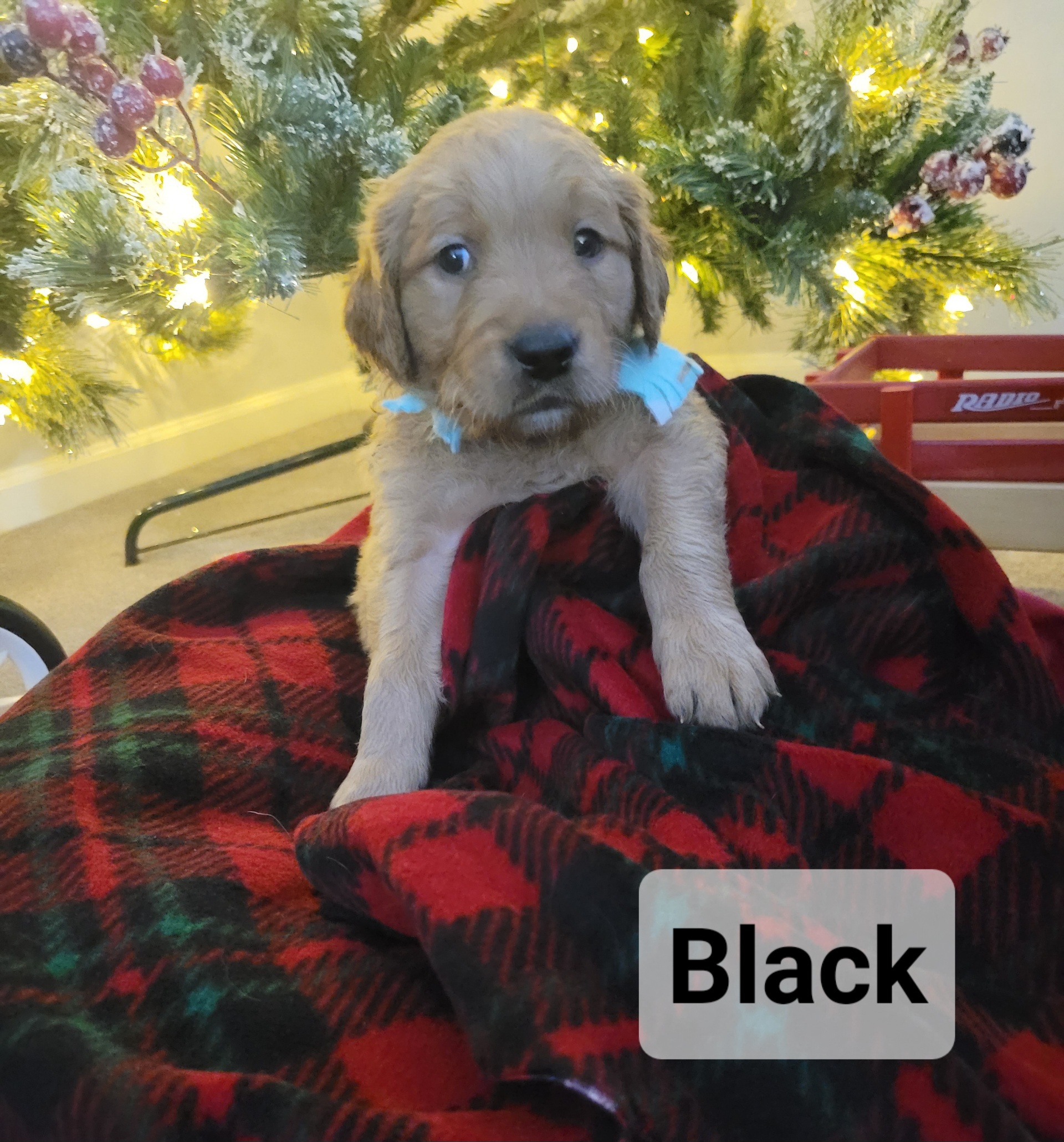 Golden Retriever Puppies from Catherine's Goldens