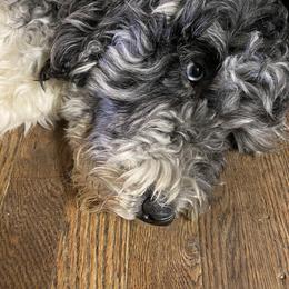 Izzy - Aussiedoodle