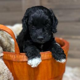 Spook - Black and white male Cockapoo puppy in Payson, Utah from Crandall’s Doodle Barn