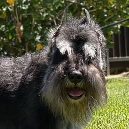 Cometin - Miniature Schnauzer