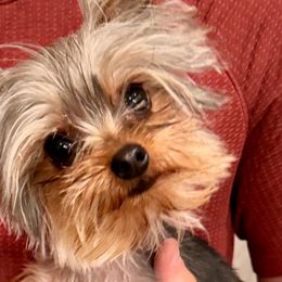 Bronx - Yorkshire Terrier
