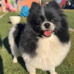 Mia - Pomeranian