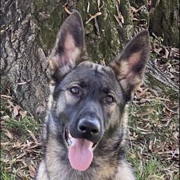 Hilde - German Shepherd