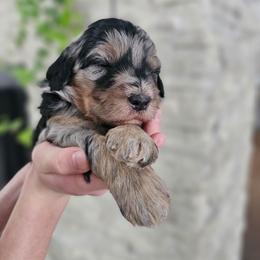 Thames Firth - Blue merle female Bernedoodle puppy in Marshall, Michigan from Whispering Aspen Homestead