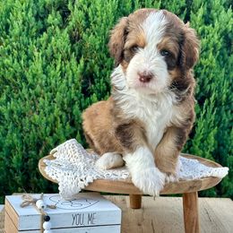 Waylon - Sable male Bernedoodle puppy in Bells, North Carolina from Neighborhood Poodles & Doodles