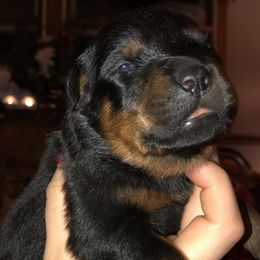 Rottweiler Puppies from RoyaLuxe K9