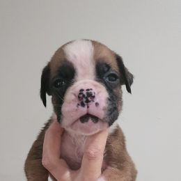 Boxer Puppies from Coast to Coast Boxers