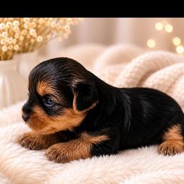 Tanner - Black and tan male Yorkshire Terrier puppy in Broxton, Georgia from More Than Family