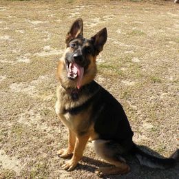 German Shepherd All Grown Up from The Lord's Shepherds