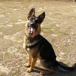 German Shepherd All Grown Up from The Lord's Shepherds