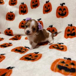 Lulu - Piebald female Dachshund puppy in Camdenton, Missouri from Camden Line Dachshunds