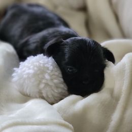 June - Black Shih Tzu puppy in Kings Mountain, North Carolina from Britany's Shih Tzus