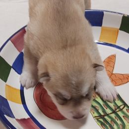 Able - Black tan and white male Siberian Husky puppy in Middlebury, Vermont from Rebel Huskys