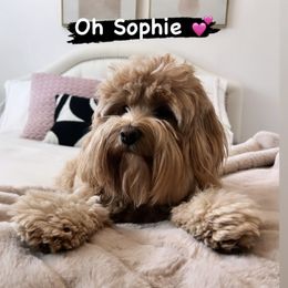 Cockapoo Puppies from Lulu's Cockapoos