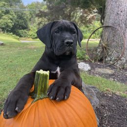 Athena - Black brindle female Cane Corso puppy in Lititz, Pennsylvania from Lititz Cane Corsos