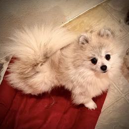 Smoke - Pomeranian