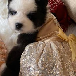 Pomsky Puppies from Capital Pomsky